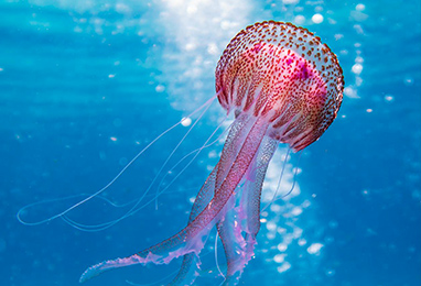 WordPress CSS Not loading on AWS Server Using https